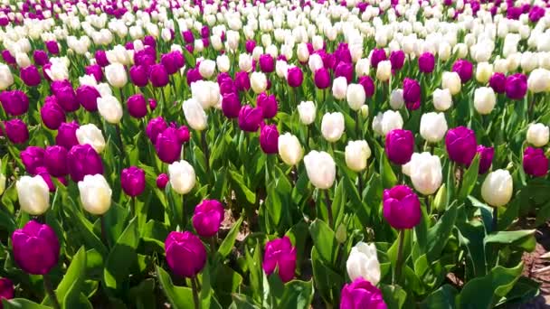 Panoramatický Pohled Kvetoucí Bílé Vínové Tulipány Poli Dobropark Arboretum Kyjevsko — Stock video