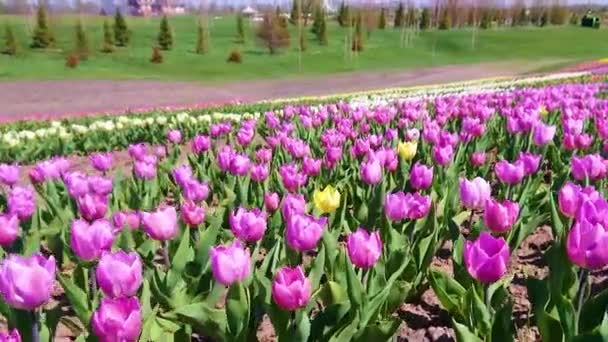 フィールドで咲く紫色のチューリップの上の低い角度の動き — ストック動画