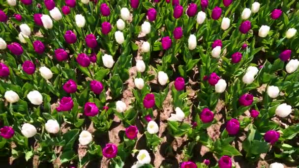 乌克兰基辅地区Dobropark植物园地上盛开的白色和勃艮第郁金香的上方发出的动议 — 图库视频影像