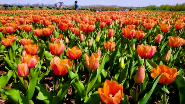 乌克兰基辅地区Dobropark植物园 明亮的橙红色郁金香地的近景 在轻风中飘扬着花朵 — 图库视频影像