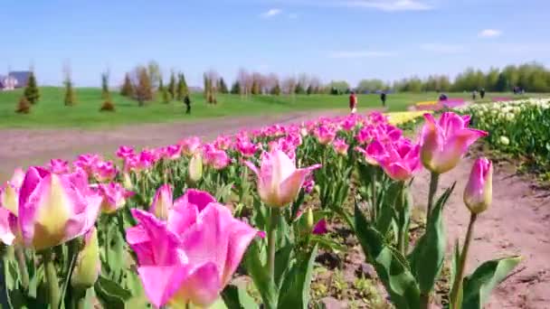 Close Motion Bright Pink Bloming Flowers Tulip Field Dobropark Arboretum — Stock Video