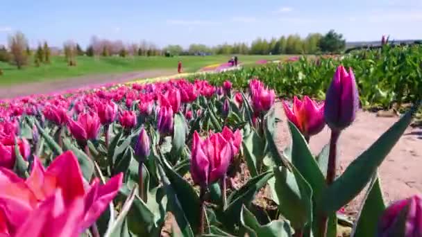 Движение Над Красочными Цветущими Розовыми Пурпурными Тюльпанами Поле Дендрария Добропарка — стоковое видео
