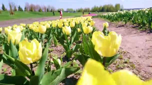 Close Motion Yellow Blooming Tulips Field Dobropark Arboretum Kyiv Region — Stock Video
