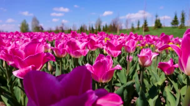 Den Närbild Panorama Den Ljusa Rosa Blommande Tulpaner Tulpanfältet Dobropark — Stockvideo