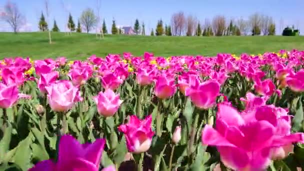 乌克兰基辅地区Dobropark植物园田里盛开的亮粉色和黄色郁金香的特写全景 — 图库视频影像