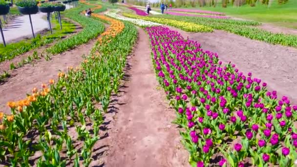乌克兰基辅地区Dobropark植物园 沿着五彩斑斓的郁金香地散步 开着明亮的橙色 勃艮第 白色和黄色的花朵 — 图库视频影像
