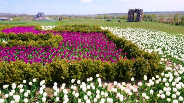 Colorido Macizo Flores Con Tulipanes Florecientes Coloridos Dobropark Arboretum Región — Vídeos de Stock