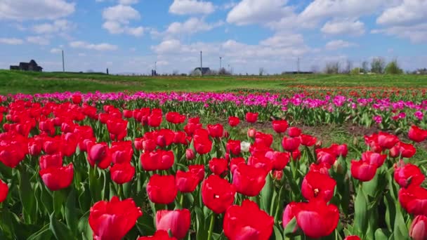 全景一片鲜红的郁金香地在花朵中绽放 清澈的风景 明亮的蓝天点缀着小白云 — 图库视频影像