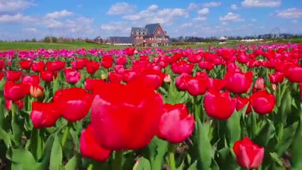 红色郁金香的特写 在开花结果的郁金香田上的低角度运动 背景是明亮的蓝天和白云 — 图库视频影像