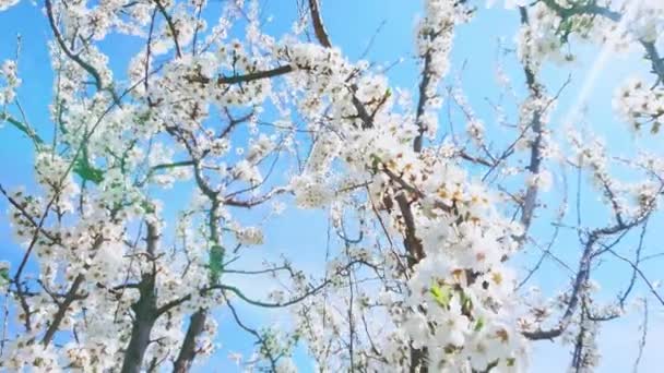 Ветви Вишни Покрытые Белыми Цветами Против Ярко Голубого Неба Ветреный — стоковое видео