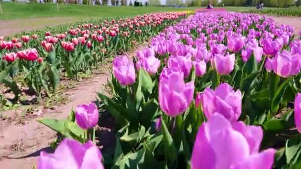 乌克兰基辅地区Dobropark植物园 沿着光彩夺目的郁金香田边 一排排的红 黄的花朵在游动 — 图库视频影像