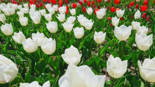 Крупный План Белых Цветущих Тюльпанов Качающихся Ветру Поле Тюльпанов — стоковое видео