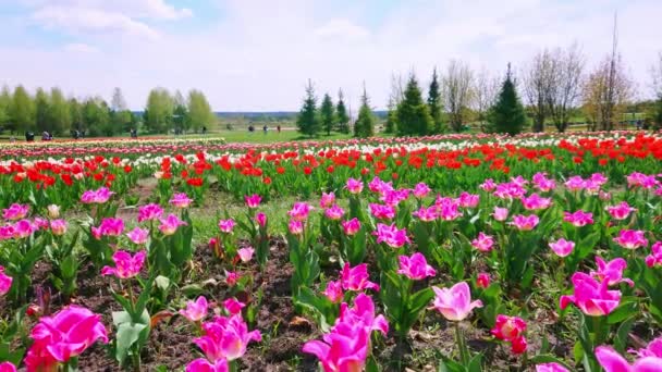 Panoramic View Colored Tulips Blossom Growing Field Green Trees Background — Stock Video