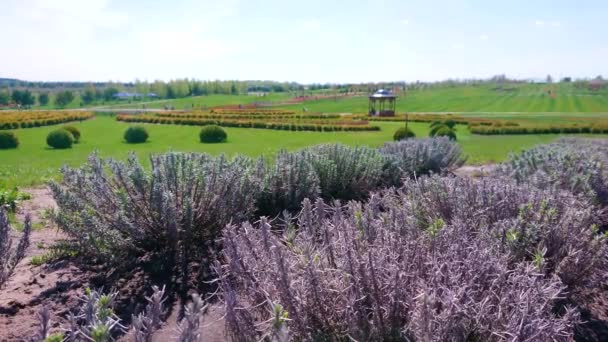 Die Jungen Lavendelsträucher Wiegen Sich Wind Einem Klaren Sonnigen Frühlingstag — Stockvideo