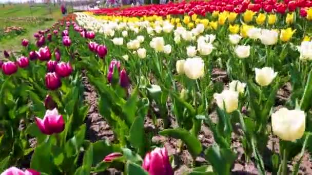 Низкий Угол Движения Над Цветущим Полем Тюльпанов Ярко Цветущими Бургундскими — стоковое видео