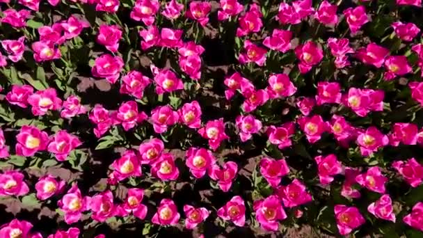 Bovenaanzicht Van Magenta Tulpen Groeiend Het Veld — Stockvideo