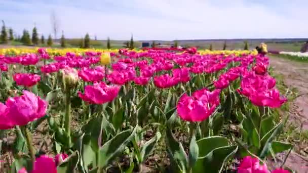 Motion Bright Purple Yellow Tulips Blooming Tulip Field Dobropark Arboretum — Stock Video