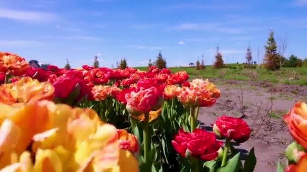 Spacer Wzdłuż Kwiatã Jasnego Yllow Czerwone Podwójne Tulipany Burgundowe Tulipany — Wideo stockowe