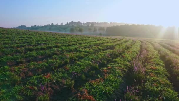 Panorama Scenic Green Lavender Field Lines Small Young Plants Sunrise — 图库视频影像