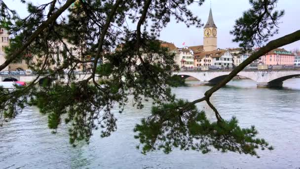 郁郁葱葱的松树枝条 依偎在Limmat河上 俯瞰着蒙斯特桥 林登霍夫的堤岸和瑞士苏黎世圣彼得拉什的钟楼 — 图库视频影像