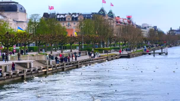 Lago Zurich Con Cisnes Flotantes Ánades Reales Gaviotas Otras Aves — Vídeos de Stock