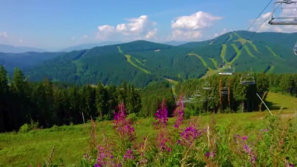 Rüzgâr Dağ Yamacında Uzun Otlar Kır Çiçekleri Sallıyor Arka Planda — Stok video