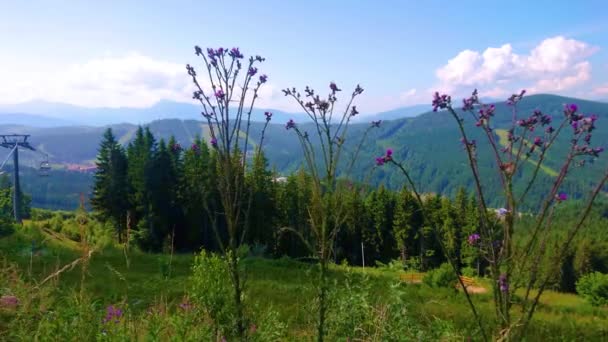 Blommande Vilda Blommor Och Gröna Gräs Bergssluttningen Gorgany Range Bukovel — Stockvideo