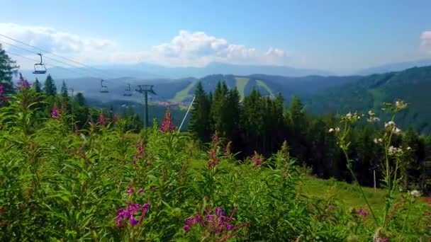 Panorama Stromego Zbocza Góry Widokiem Kolorowe Dzikie Kwiaty Zielone Góry — Wideo stockowe