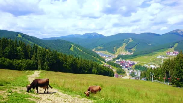 Pente Verdoyante Juteuse Mont Bukovel Avec Deux Vaches Brouteuses Vallée — Video