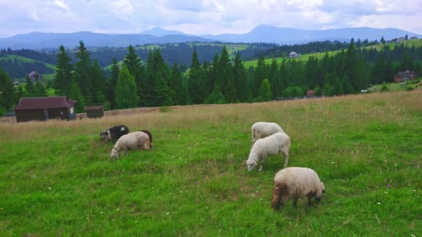 Groene Bergweide Met Grazende Schapen Kudde Tegen Karpaten Mountain Valley — Stockvideo