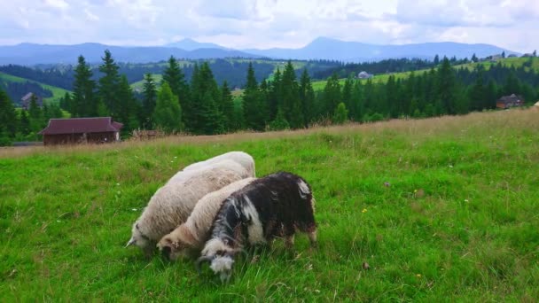 Belle Prairie Montagne Mountain Valley Peppers Avec Pâturage Moutons Contre — Video
