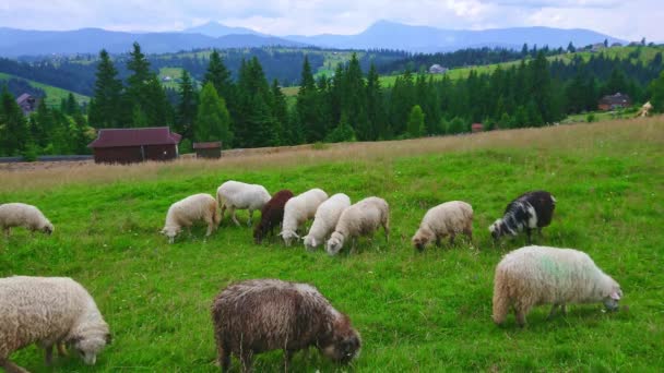 Geniet Van Het Groene Berglandschap Met Kudde Schapen Voorgrond Karpaten — Stockvideo