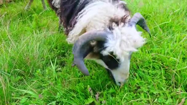 Die Nahaufnahme Weidender Schafe Auf Der Saftig Grünen Wiese Den — Stockvideo