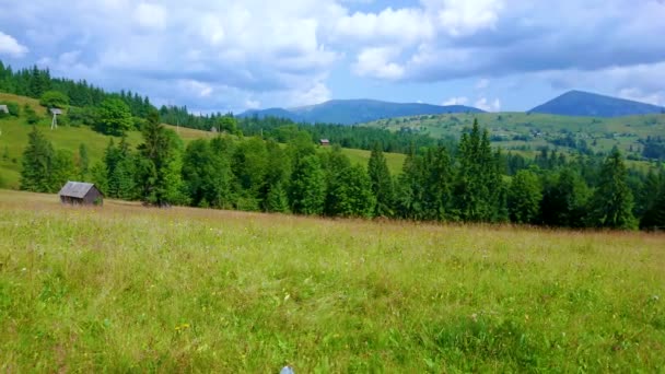 Panorama Vallée Verdoyante Montagne Polonyna Avec Hautes Herbes Des Fleurs — Video