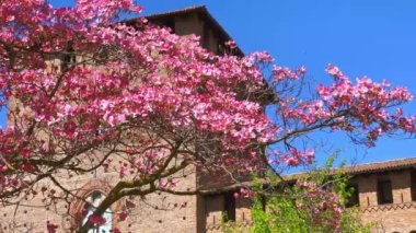 The closeup of bright pink flowers of Cornus Florida tree in front of the brick wall of Visconti Castle, Pavia, Italy