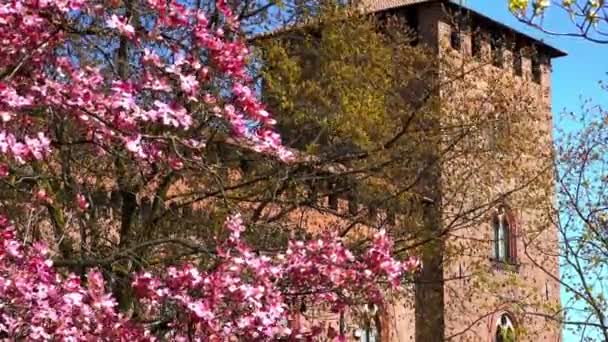 Flores Rosa Brilhante Cornus Florida Árvore Contra Torre Tijolo Castelo — Vídeo de Stock