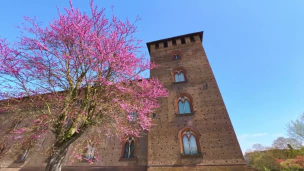 Bright Pink Blossom Eastern Redbud Tree Wall Tower Medieval Visconti — Vídeo de Stock