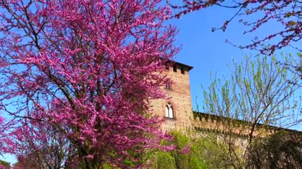 Árvore Redbud Oriental Que Floresce Jardim Histórico Castelo Visconti Pavia — Vídeo de Stock
