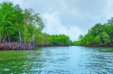 Ao Phang Nga Ulusal Parkı 'nın yemyeşil mangrov ormanlarını keşfedin.