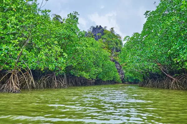 Koh Thalu Ok Adası kıyılarını yemyeşil mangrovlarla, Phang Nga Körfezi, Tayland