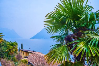 İsviçre 'nin Gandria köyünün yamacındaki yemyeşil palmiye ağacı.