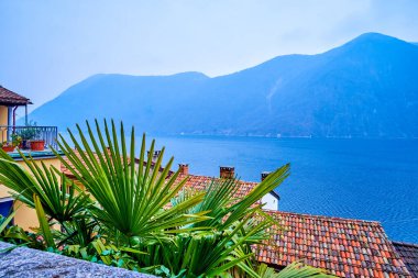 İsviçre 'nin Gandria köyünün yamacındaki yemyeşil palmiye ağacı.