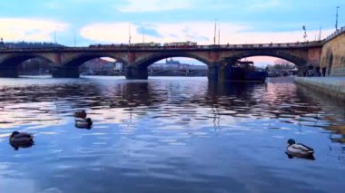 Ayna benzeri Vltava Nehri üzerinde yüzen yaban ördekleri mavi saatte tarihi taş Palacky Köprüsü 'ne karşı, Prag, Çek Cumhuriyeti