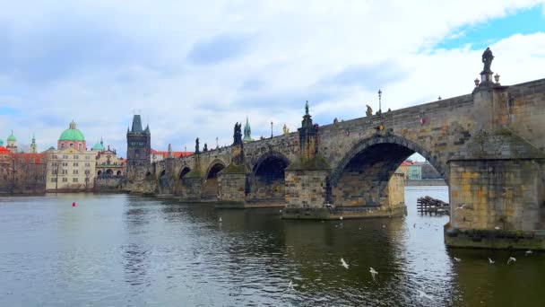 Arched Medieval Charles Bridge Vltava River View Flying Seagulls Green — Stock Video