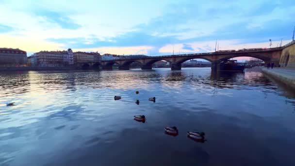 ヴルタヴァ川に浮かぶマガモの群れは チェコ プラハの夕暮れ時に歴史ある石の公園橋に向かっています — ストック動画