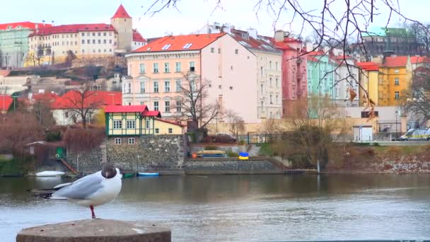 布拉格的城市景观 有Vltava河 Mala Strana街区 布拉格城堡顶部的圣维他大教堂和捷克布拉格Rudolfinsky公园前厅扶手上的黑头鸥 — 图库视频影像