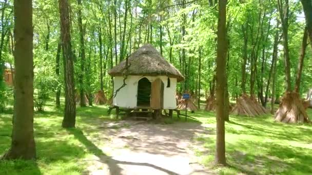 Motion Small Stilt House Healer Βοτανοθεραπευτής Forest View Tall Trees — Αρχείο Βίντεο