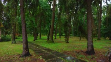 Yeşil kozalaklı kozalaklı ormanın panoraması küçük eski ahşap evler, Bucha, Ukrayna