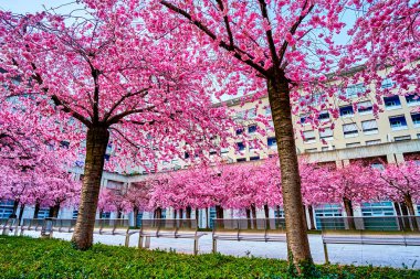 Sakura Ağaç Bahçesi, Lugano, İsviçre 'de.