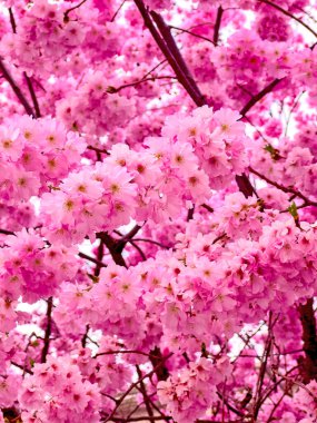 Bahar çiçekleri sırasında ikonik pembe sakura (Japon kirazı) çiçekleri, Lugano, İsviçre